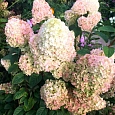 Гортензия метельчатая Little Fraise