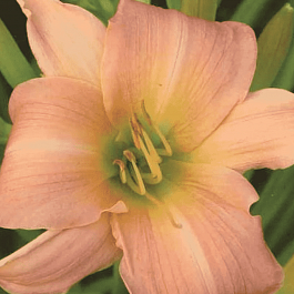 Лилейник Winsome Lady