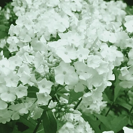 Флокс метельчатый David