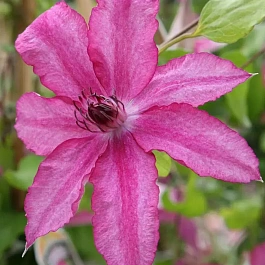 Клематис гибридный Barbara Dibley