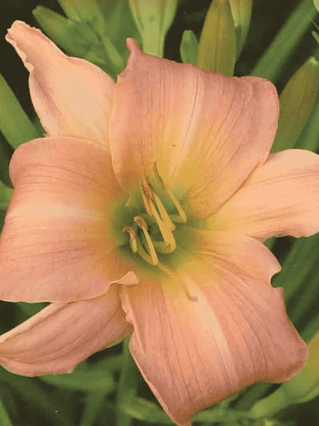 Лилейник Winsome Lady