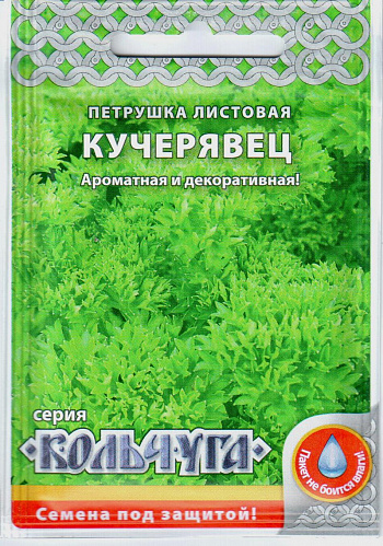 Петрушка Кучерявец
