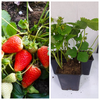 Земляника садовая Аромас НАБОР 3ШТ