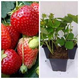 Земляника садовая Дали НАБОР 3ШТ