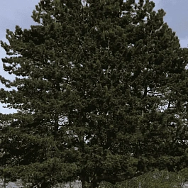 Сосна чёрная