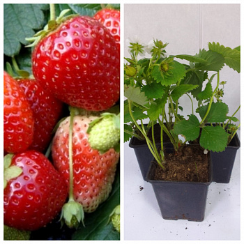 Земляника садовая Дали НАБОР 3ШТ