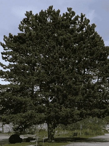 Сосна чёрная