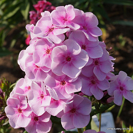 Флокс метельчатый Пинг Понг