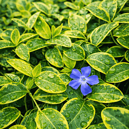 Барвинок малый Blue And Gold