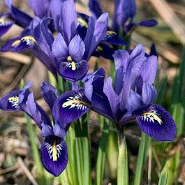 Ирис сетчатый Пикси