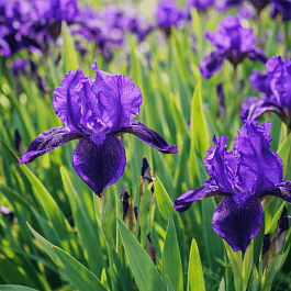 Ирис pum Little Shadow