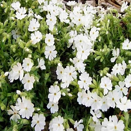 Флокс шиловидный Maischnee