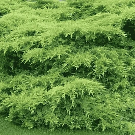 Можжевельник средний Wilhelm Pfitzer