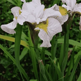 Ирис сибирский Lemon Veil
