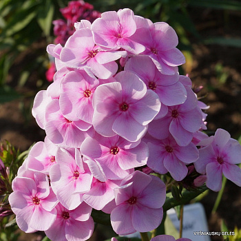 Флокс метельчатый Пинг Понг