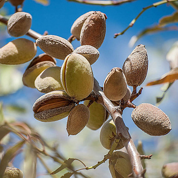 Миндаль Никитский 62