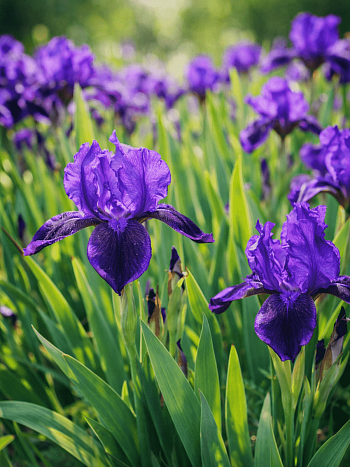 Ирис pum Little Shadow