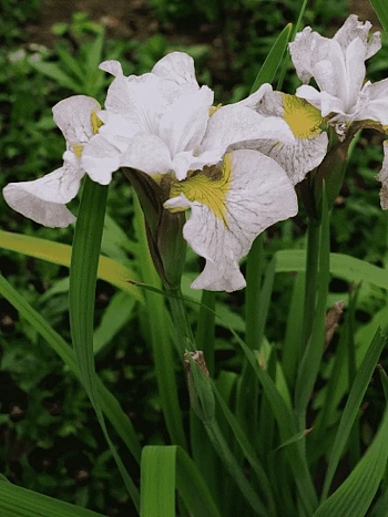 Ирис сибирский Lemon Veil