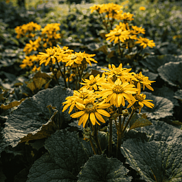Бузульник зубчатый Dark Beauty