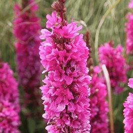 Дербенник иволистный Robert