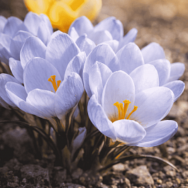 Крокус Ботанический Blue Pearl