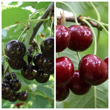 Дерево-сад (2-3х летка) черешня 2 сорта Ленинградская черная-Ипуть