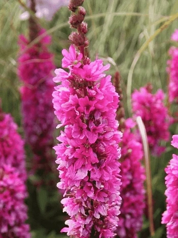 Дербенник иволистный Robert