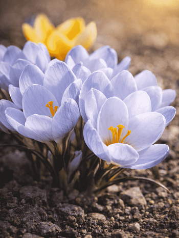 Крокус Ботанический Blue Pearl