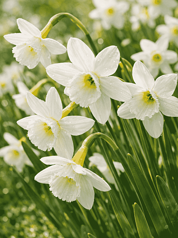 Нарцисс Thalia