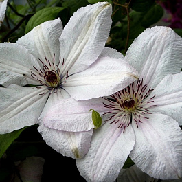 Клематис крупноцветковый Мать Урсула Ледуховска