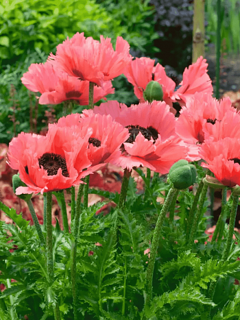 Мак восточный Pizzicato