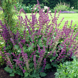 Сальвия мутовчатая Пёпл Рейн