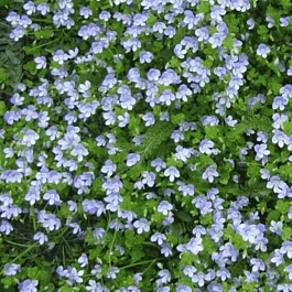 Вероника ползучая