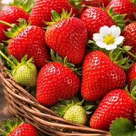 Земляника Ritmo