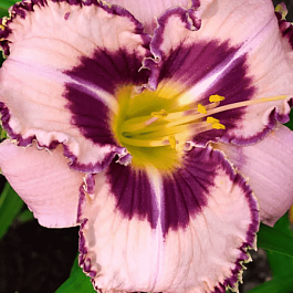 Лилейник Purple Flame