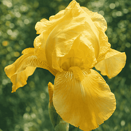 Ирис германский Berkeley Gold