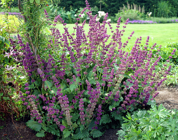 Сальвия мутовчатая Пёпл Рейн