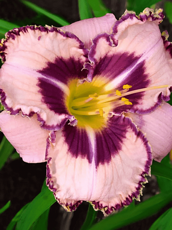 Лилейник Purple Flame