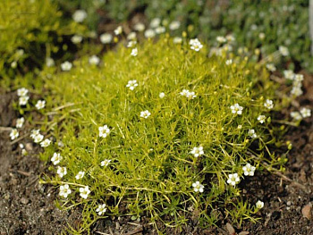 Мшанка шиловидная Ауреа