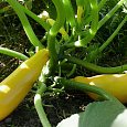 Кабачок Желтоплодный