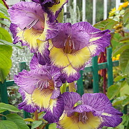 Гладиолус крупноцветковый Динамит