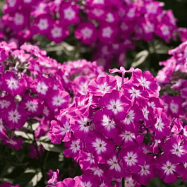 Флокс метельчатый Wennschondennschon