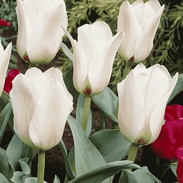 Тюльпан ботанический Albion Star