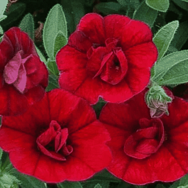 Калибрахоа махровая M.F. Neo Double Dark Red