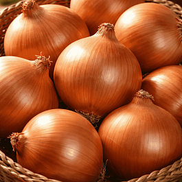 Лук-севок Сеттон