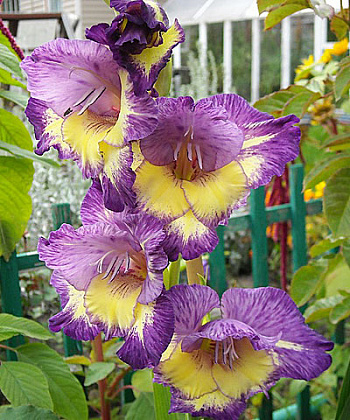 Гладиолус крупноцветковый Динамит