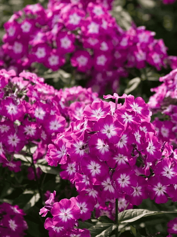 Флокс метельчатый Wennschondennschon