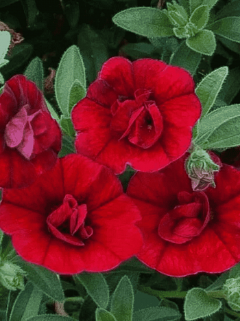 Калибрахоа махровая M.F. Neo Double Dark Red