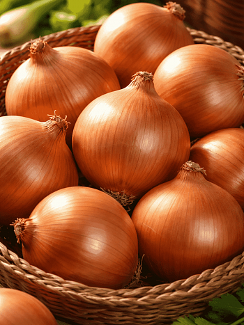 Лук-севок Сеттон