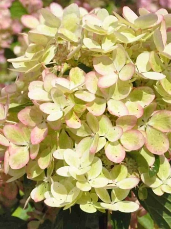 Гортензия метельчатая Pastel Green